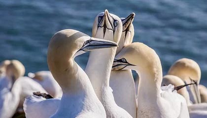 开云网站-日本队紧密配合,打造铁军!,日本队的